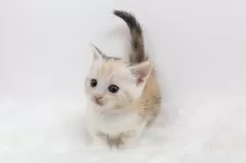 マンチカン(短足)【愛知県・女の子・2025年4月12日・シルバーパッチドタビー】の写真3