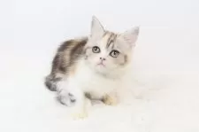 スコティッシュフォールド(立ち耳)【愛知県・女の子・2025年10月3日・パッチドタビー】の写真3