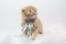 スコティッシュフォールド(折れ耳)【愛知県・男の子・2025年4月11日・レッドタビーアンドホワイト】の写真4