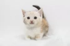 マンチカン(短足)【愛知県・女の子・2025年4月12日・シルバーパッチドタビー】の写真4