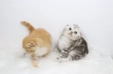 スコティッシュフォールド(折れ耳)【愛知県・女の子・2025年8月22日・シルバートービー】の写真7