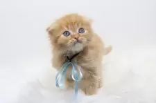 スコティッシュフォールド(折れ耳)【愛知県・男の子・2025年4月11日・レッドタビーアンドホワイト】の写真5