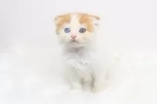 スコティッシュフォールド(折れ耳)【愛知県・男の子・2025年4月11日・レッドタビーアンドホワイト】の写真5
