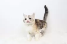 スコティッシュフォールド(立ち耳)【愛知県・女の子・2025年10月3日・パッチドタビー】の写真5