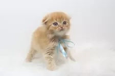 スコティッシュフォールド(折れ耳)【愛知県・男の子・2025年4月11日・レッドタビーアンドホワイト】の写真6