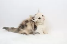 マンチカン(短足)【愛知県・女の子・2025年4月12日・シルバーパッチドタビー】の写真6