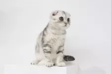 スコティッシュフォールド(折れ耳)【愛知県・女の子・2025年8月22日・シルバートービー】の写真3