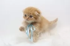 スコティッシュフォールド(折れ耳)【愛知県・男の子・2025年4月11日・レッドタビーアンドホワイト】の写真7