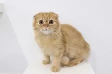 スコティッシュフォールド(折れ耳)【愛知県・男の子・2025年4月11日・レッドタビーアンドホワイト】の写真2