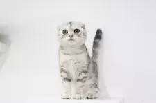 スコティッシュフォールド(折れ耳)【愛知県・女の子・2025年8月22日・シルバートービー】の写真4