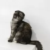 スコティッシュフォールド(折れ耳)【愛知県・女の子・2025年6月20日・ブラウントービー】の写真9