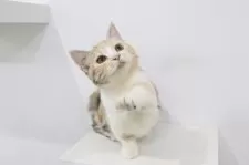 マンチカン(短足)【愛知県・女の子・2025年4月12日・シルバーパッチドタビー】の写真9