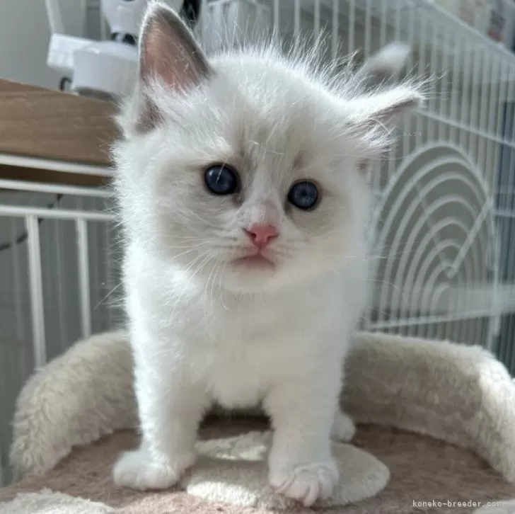ID:2405-02264の子猫
