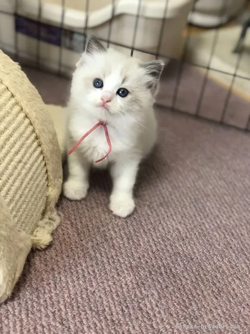 ID：2112-00389の子猫