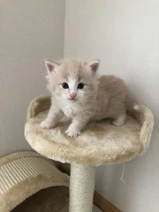 ID：2104-02173の子猫