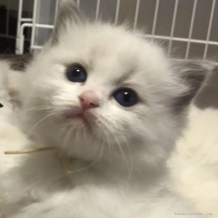 ID:2302-00880の子猫