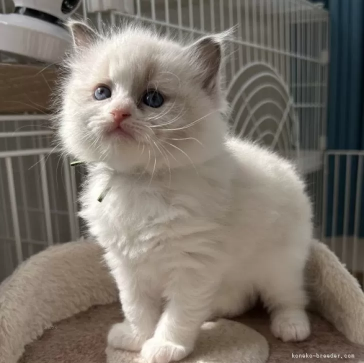 ID：2405-02259の子猫