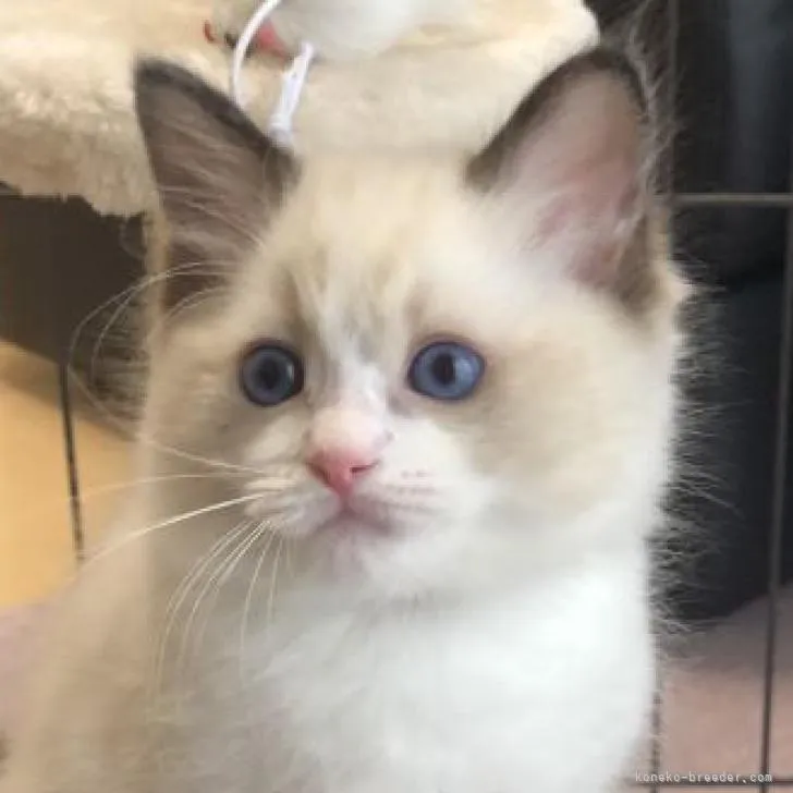 ID：2212-00325の子猫
