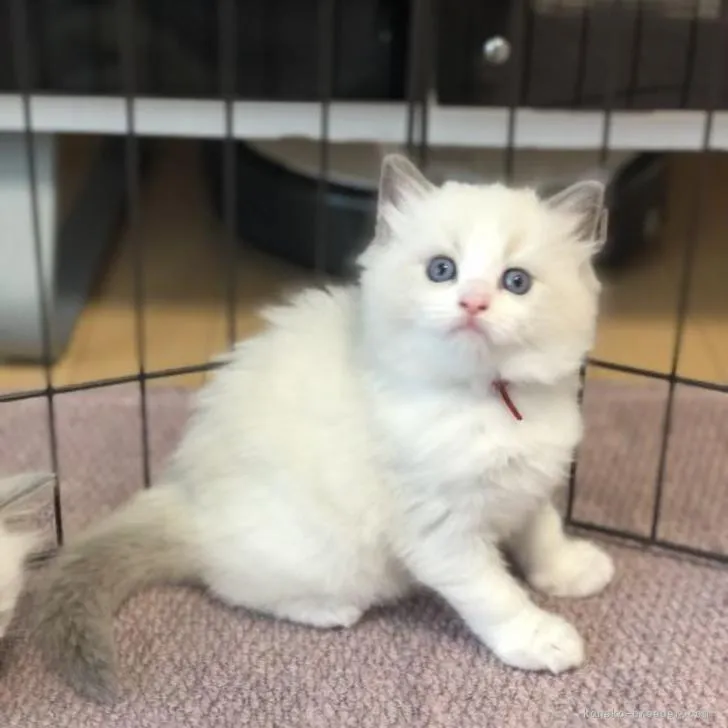 ID：2206-03077の子猫