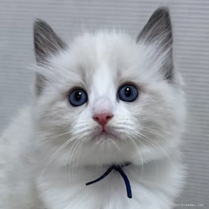 ID：2408-01042の子猫