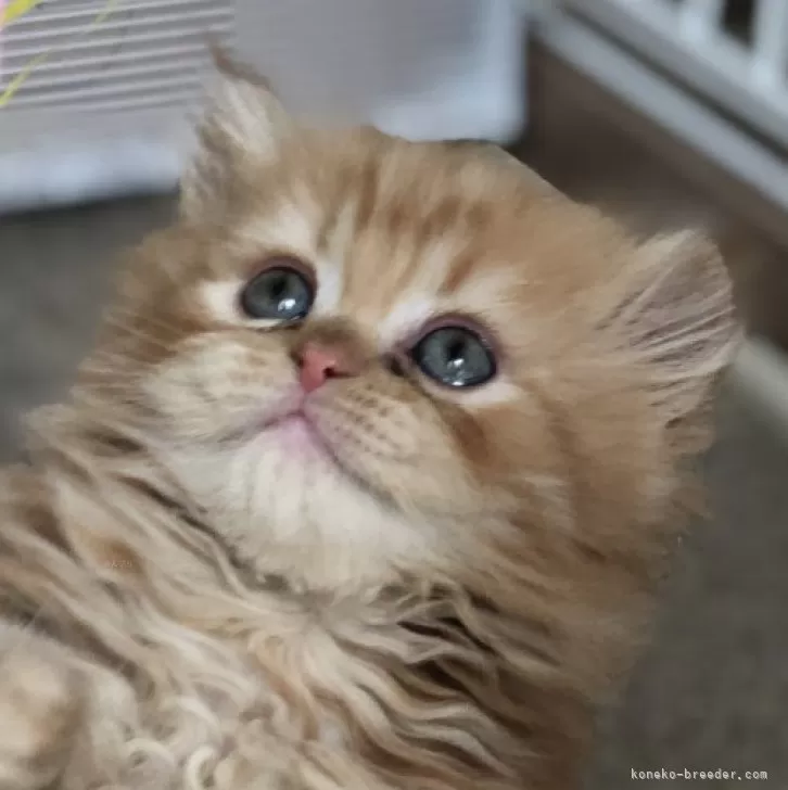 ID:2403-00142の子猫