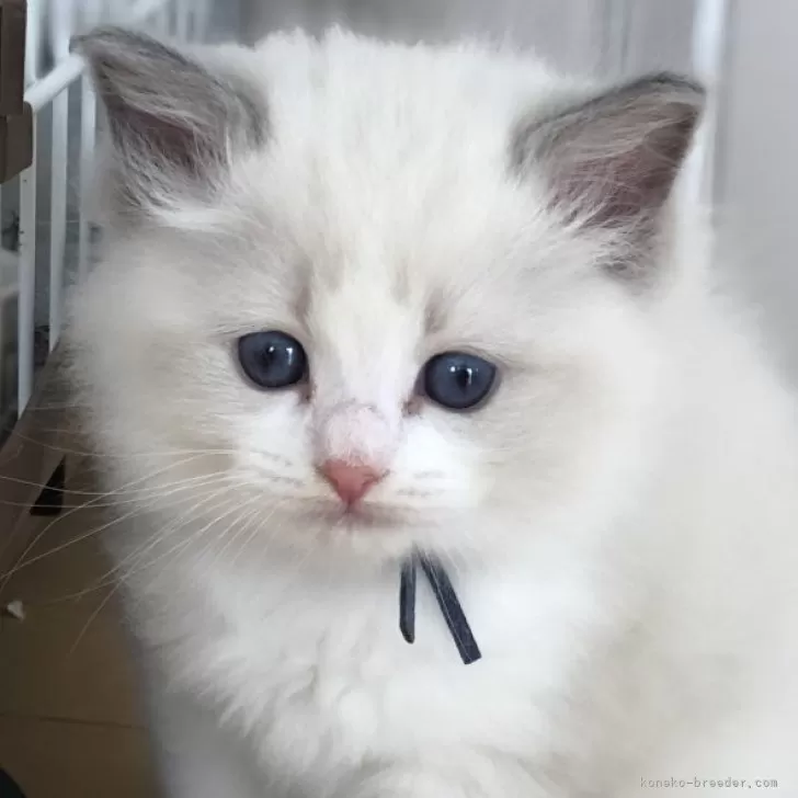 ID:2401-00021の子猫
