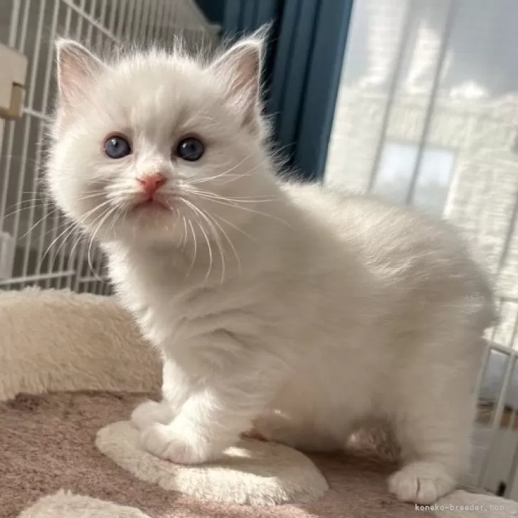 ID:2405-02256の子猫