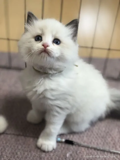 ID:2112-00423の子猫