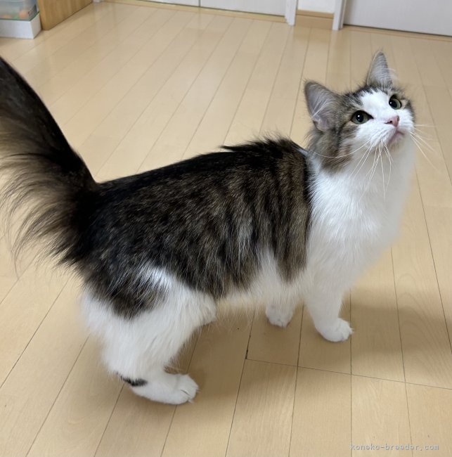 ノルウェージャンフォレストキャット【・女の子・2023年3月15日・ブラウンマッカレルタビー&amp;ホワイト】