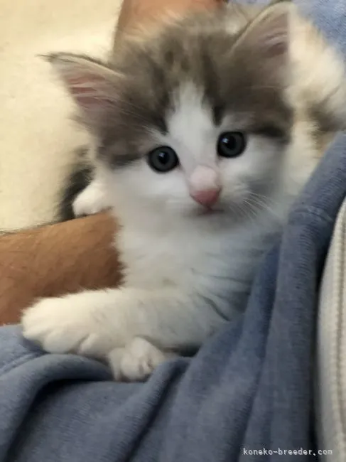 ID:2109-02449の子猫