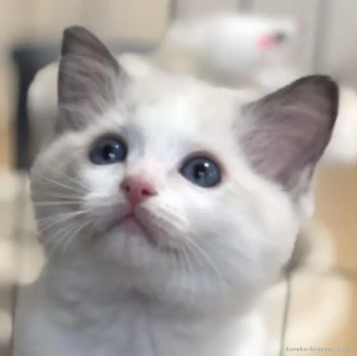 ID:2212-00328の子猫