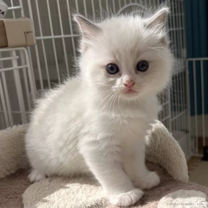 ID:2405-02258の子猫