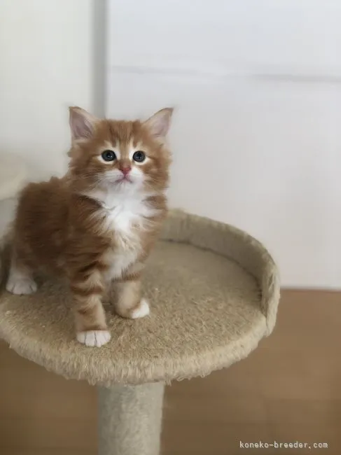 ID:2111-01208の子猫