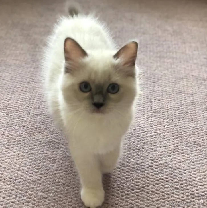 ID：2206-03067の子猫