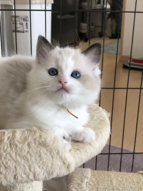 ID：2201-00590の子猫