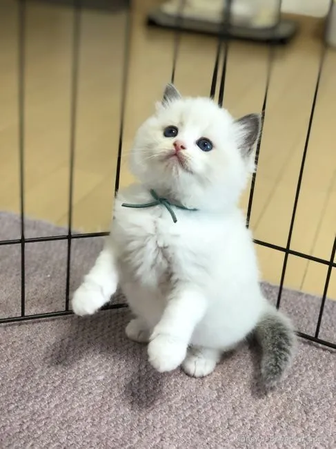 ID:2112-00391の子猫