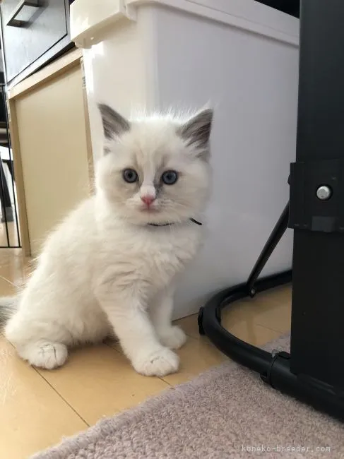 ID:2112-00421の子猫