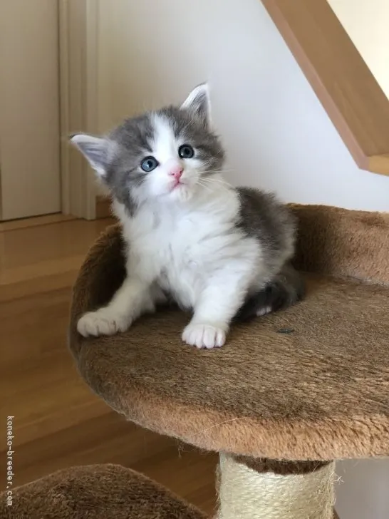 ID:2104-00841の子猫