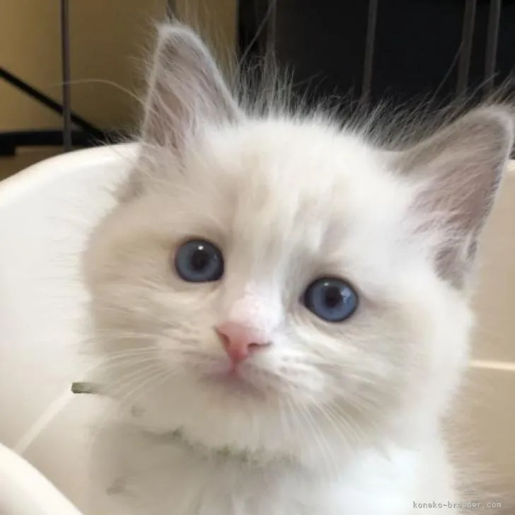 ID:2208-02838の子猫