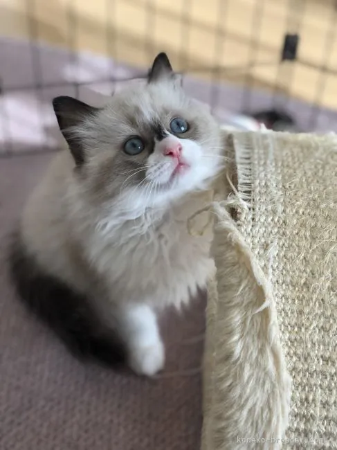 ID：2112-01500の子猫