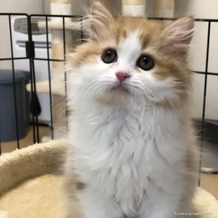 ID：2307-02556の子猫