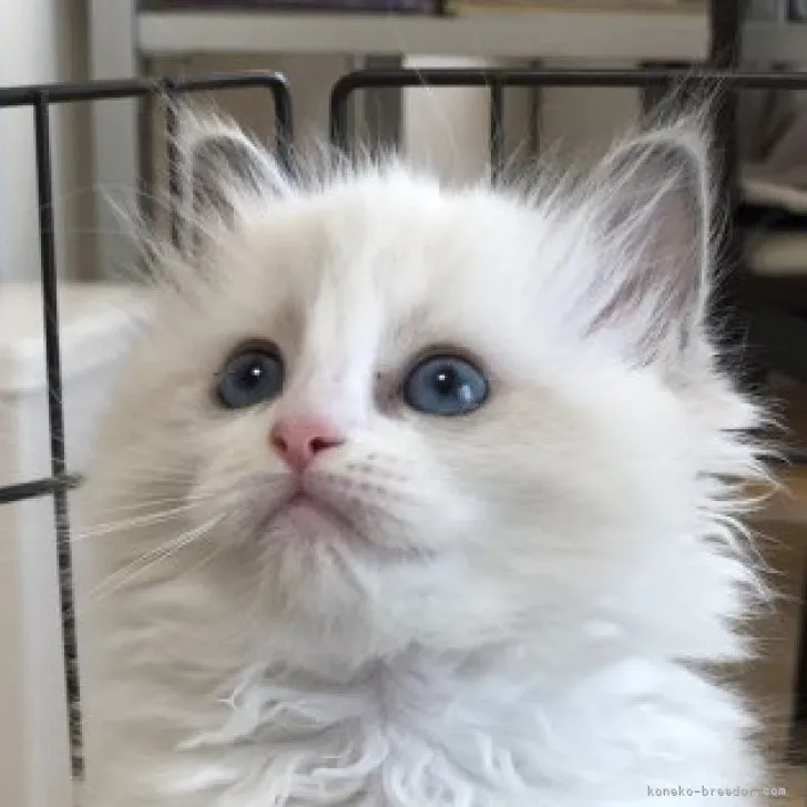 ID:2303-02604の子猫