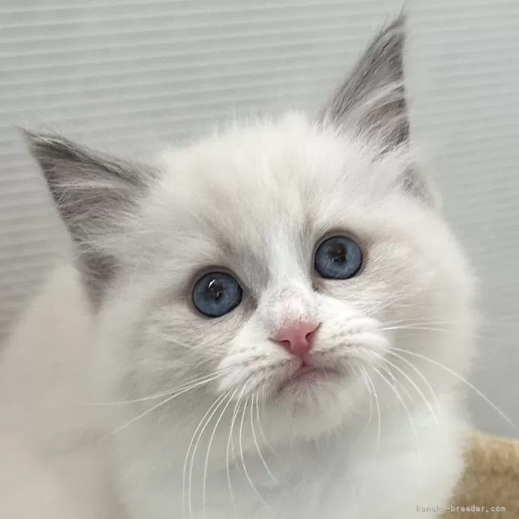 ID:2412-00063の子猫