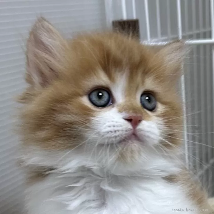 ID:2410-02261の子猫