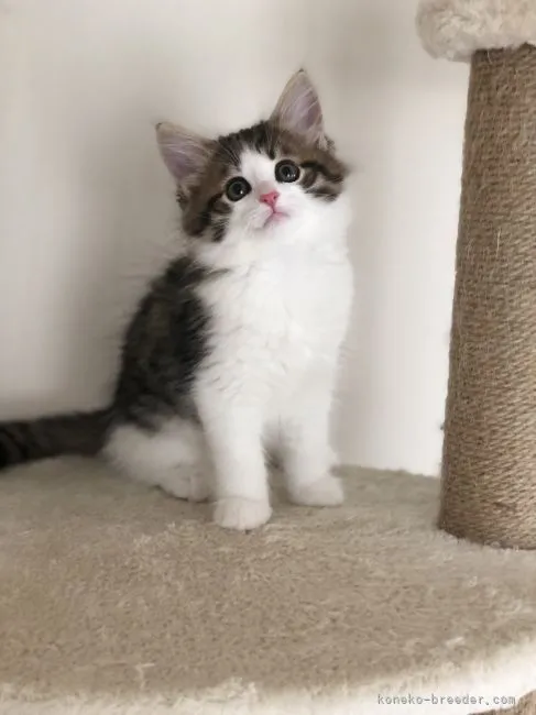 ID:2107-02253の子猫