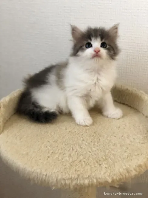 ID:2109-02451の子猫