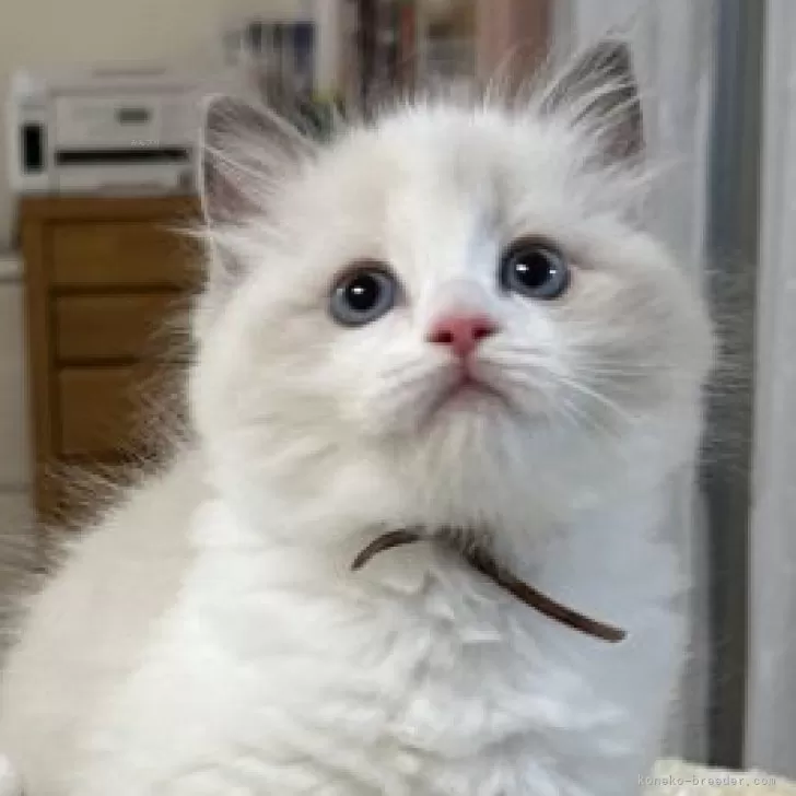 ID：2408-01050の子猫