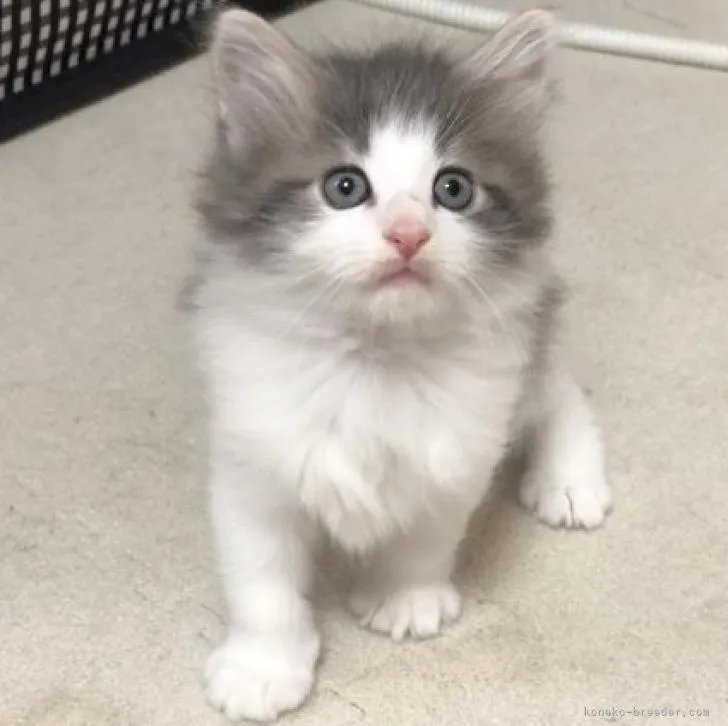 ID：2301-00457の子猫