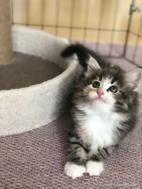 ID：2206-02200の子猫