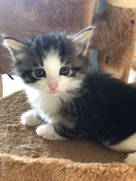 ID:2107-02249の子猫